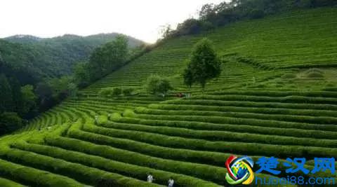 中国绿茶品类大全？绿茶的头道茶喝还是不喝？绿茶的功效与作用？