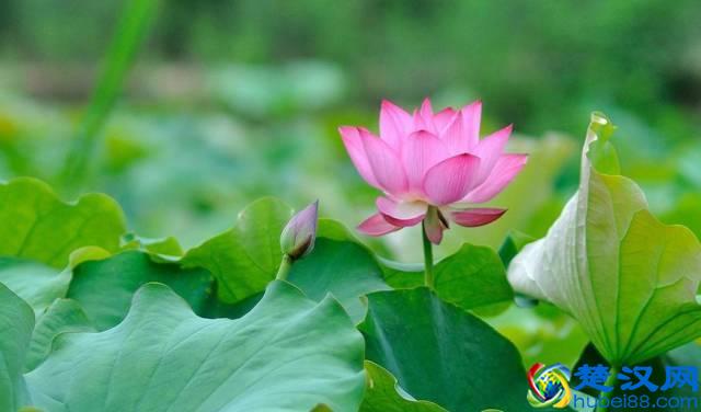 七夕节都有哪些神奇的传统习俗？你肯定都没听过