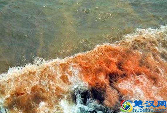 赤潮是什么 赤潮的产生原因及危害