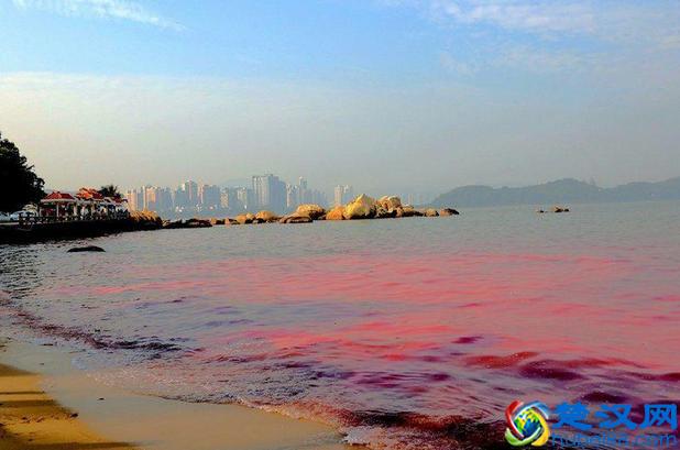 赤潮是什么 赤潮的产生原因及危害