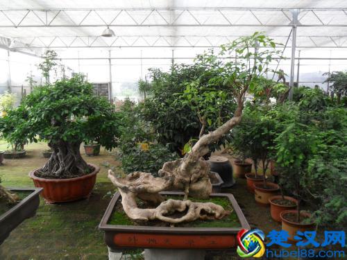 水杉的好处很多,是植物界活化石!水杉怎么养?