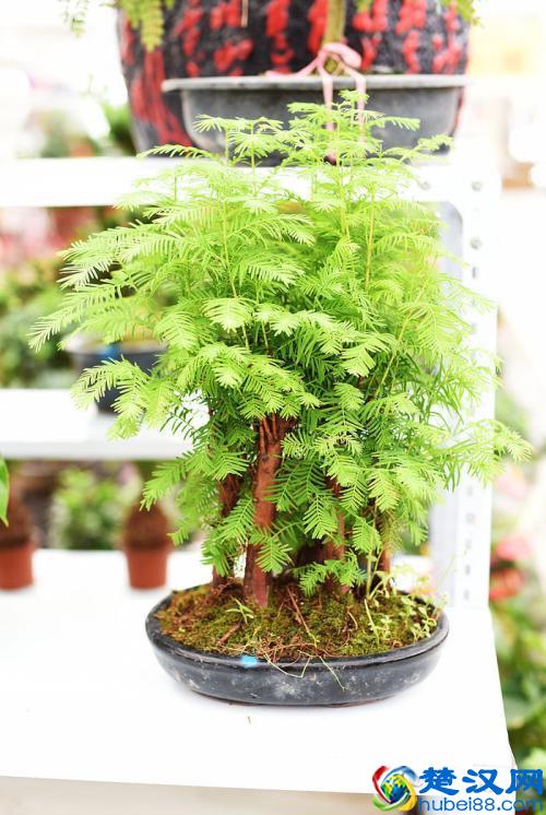 水杉的好处很多,是植物界活化石!水杉怎么养?