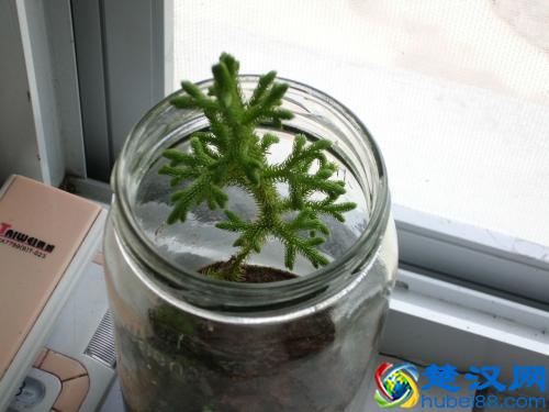 水杉的好处很多,是植物界活化石!水杉怎么养?