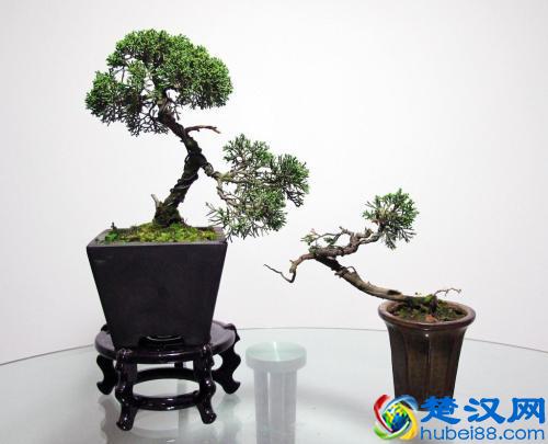 水杉的好处很多,是植物界活化石!水杉怎么养?