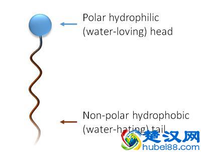 科普｜乳化剂（表面活性剂）有毒？