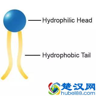科普｜乳化剂（表面活性剂）有毒？