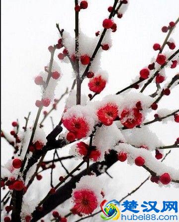 岁寒三友是指什么,岁寒三友的意思