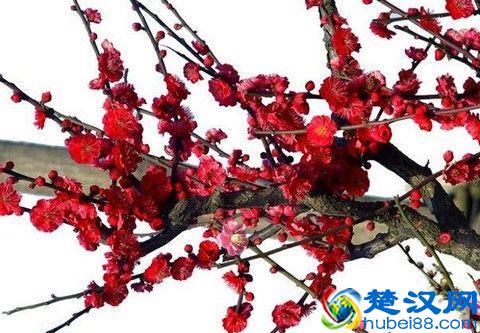 岁寒三友是指什么,岁寒三友的意思