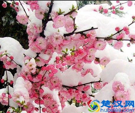 岁寒三友是指什么,岁寒三友的意思