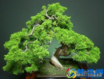 岁寒三友是指什么,岁寒三友的意思