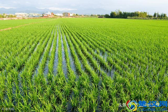 土壤改良技术的不同阶段！实行有机肥与无机肥结合