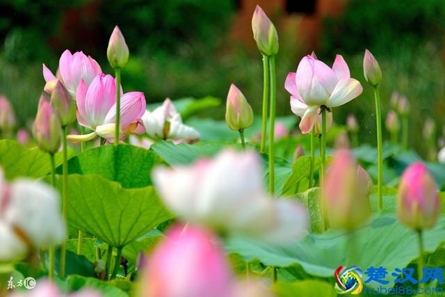 只知道荷花象征“君子”？其实荷花拥有六大象征意义！