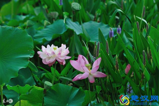 只知道荷花象征“君子”？其实荷花拥有六大象征意义！