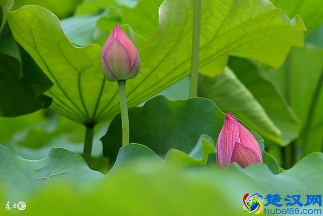 只知道荷花象征“君子”？其实荷花拥有六大象征意义！