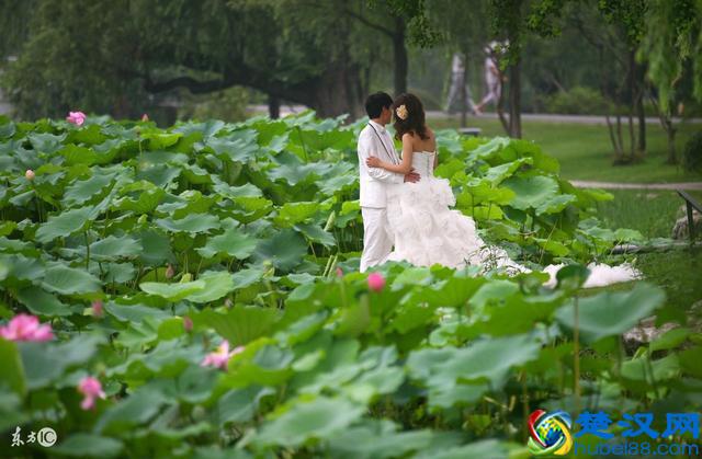 只知道荷花象征“君子”？其实荷花拥有六大象征意义！