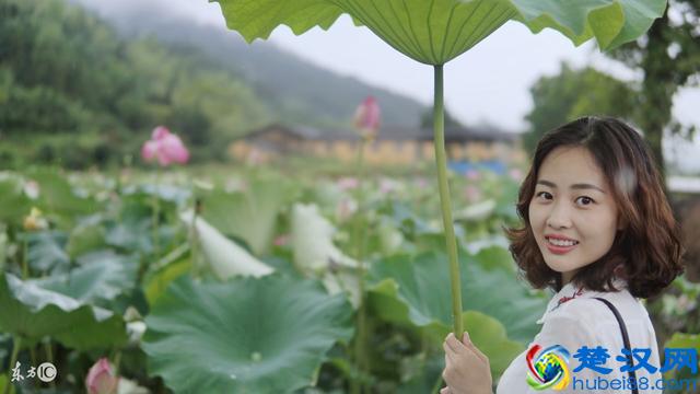 只知道荷花象征“君子”？其实荷花拥有六大象征意义！