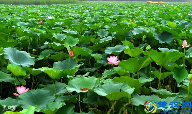 只知道荷花象征“君子”？其实荷花拥有六大象征意义！