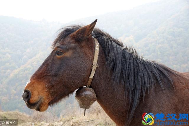 既然存在马和驴，那么骡子存在的意义是什么呢？