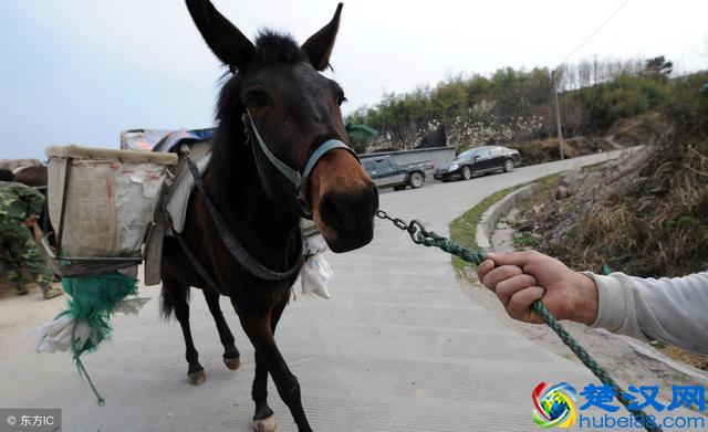 既然存在马和驴，那么骡子存在的意义是什么呢？