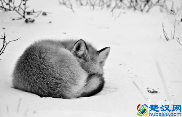 科学家揭秘:人类为什么不和动物一样需要冬眠!