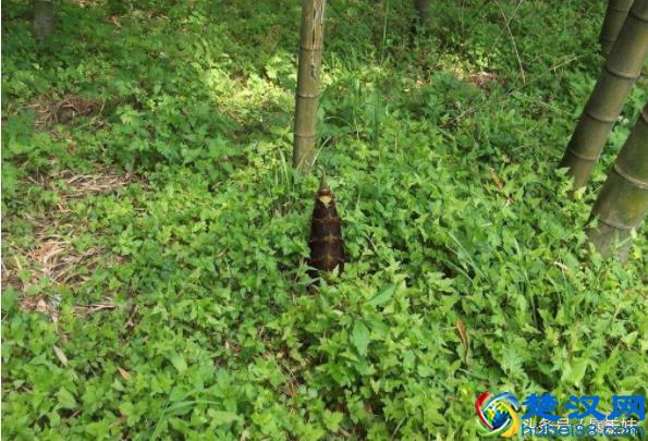 周围出现了这几种情况，是地震的前兆，赶紧避震