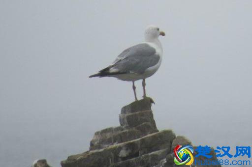 辽宁有个鸟岛你绝对没去过，石城岛里的鸟岛