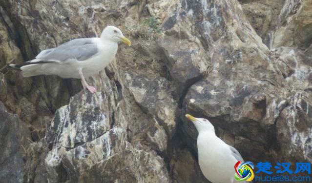 辽宁有个鸟岛你绝对没去过，石城岛里的鸟岛