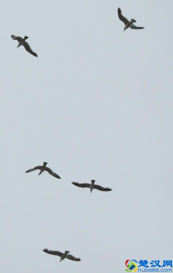 辽宁有个鸟岛你绝对没去过，石城岛里的鸟岛