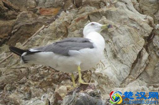 辽宁有个鸟岛你绝对没去过，石城岛里的鸟岛