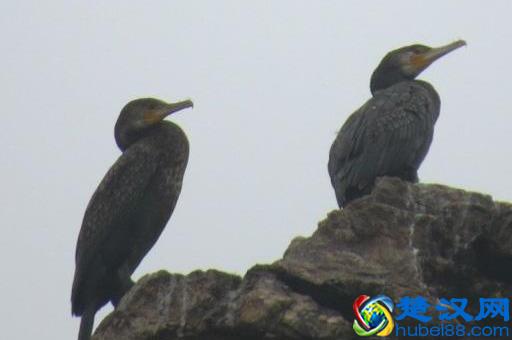 辽宁有个鸟岛你绝对没去过，石城岛里的鸟岛