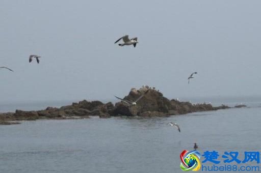 辽宁有个鸟岛你绝对没去过，石城岛里的鸟岛