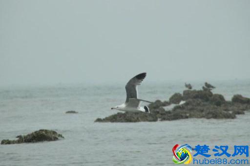 辽宁有个鸟岛你绝对没去过，石城岛里的鸟岛