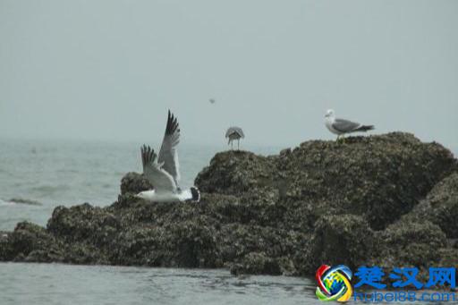 辽宁有个鸟岛你绝对没去过，石城岛里的鸟岛