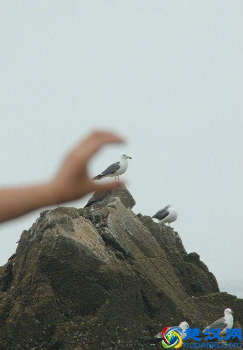 辽宁有个鸟岛你绝对没去过，石城岛里的鸟岛