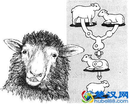 十万个为什么：什么是克隆技术？