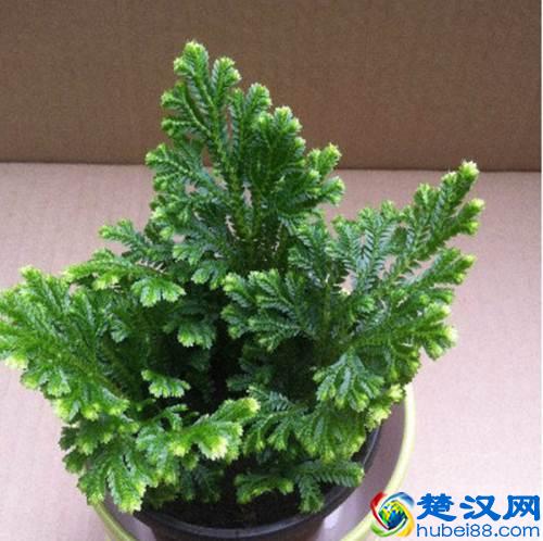 卷柏是什么植物