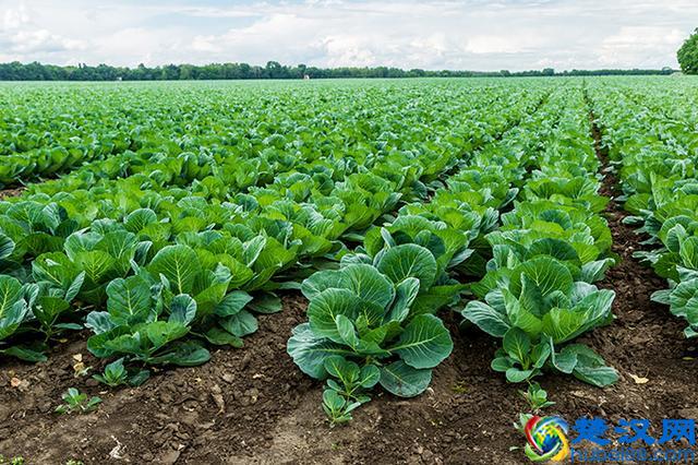 蔬菜天天吃，可你吃对了吗? 附：主要蔬菜营养成分表