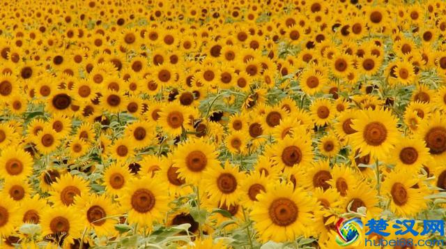 掌握网络广告设计的3个原则，让你的广告快速“吸睛”