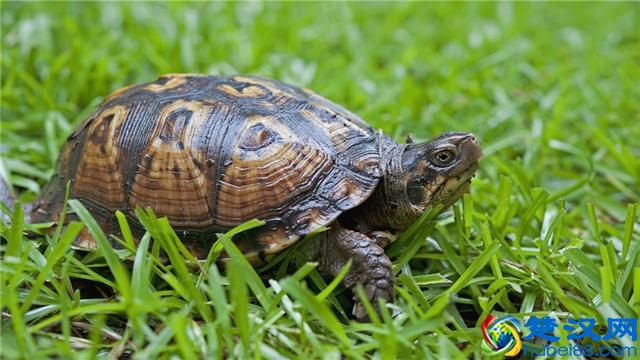乌龟不吃食怎么办?这些小常识你知道吗