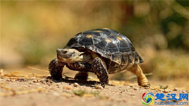 乌龟不吃食怎么办?这些小常识你知道吗