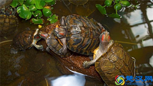 乌龟不吃食怎么办?这些小常识你知道吗