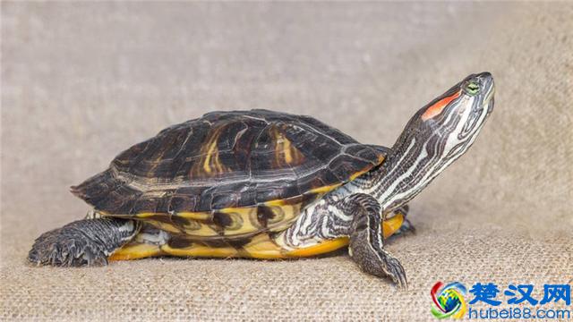 乌龟不吃食怎么办?这些小常识你知道吗