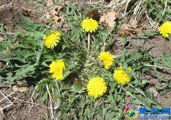 小小蔬菜，能为人体提供7类营养物质，它就是糖人的降糖药