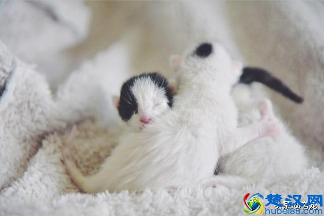 猫妈妈母乳喂养有多重要