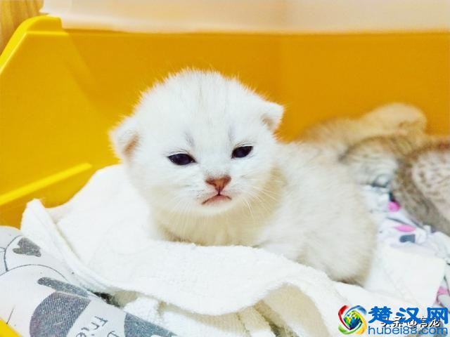 猫妈妈母乳喂养有多重要