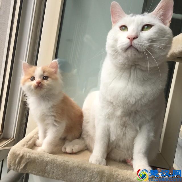 猫妈妈母乳喂养有多重要