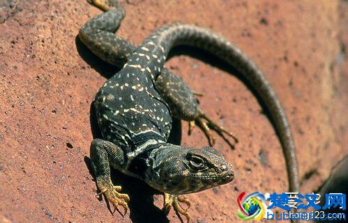 蜥蜴吃什么 宠物蜥蜴的喂养方法