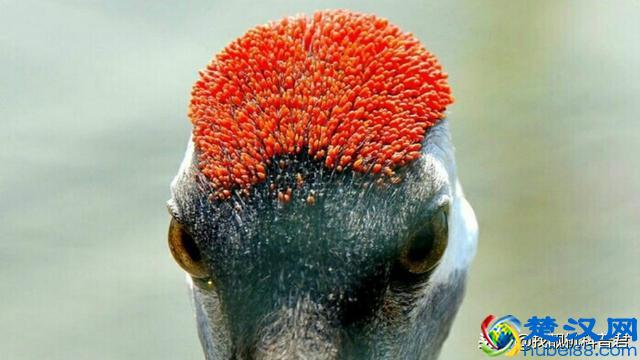 “毒药之王”鹤顶红到底是什么？为什么现在都没了？