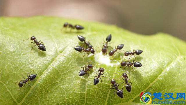 家中有蚂蚁不要忙着喷药，用这个方法，去蚂蚁安全有效