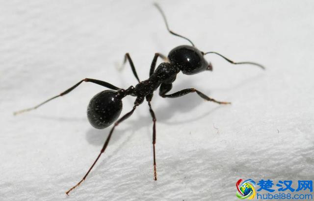 家中有蚂蚁不要忙着喷药，用这个方法，去蚂蚁安全有效